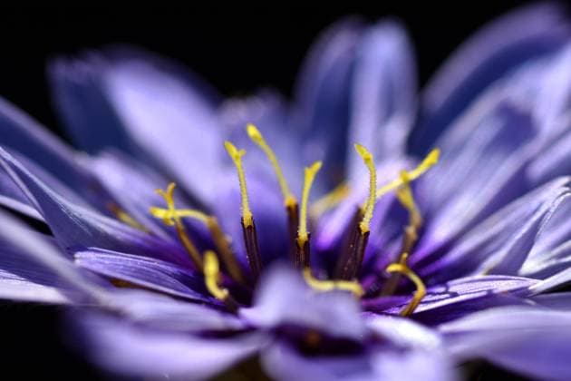 Nature, Plants, Rattle flower