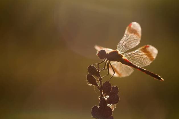 Banded dragonfly is dragonfly of the year 2025
