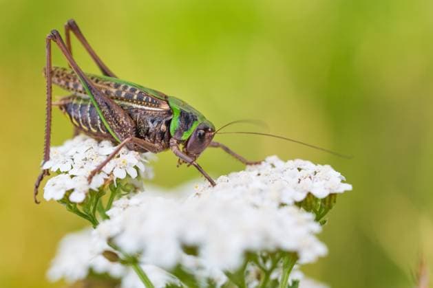 The wart-biter is insect of the year 2026