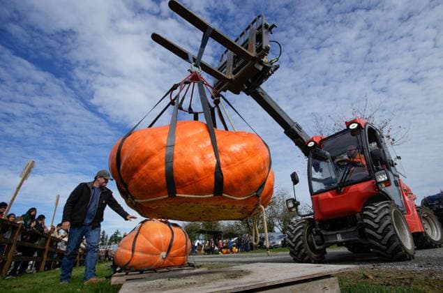 Canada, Giant Pumpkin weighing date in Langley