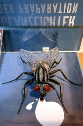 Exhibition Highlights of the Preparation in the Natural History Museum in Erfurt