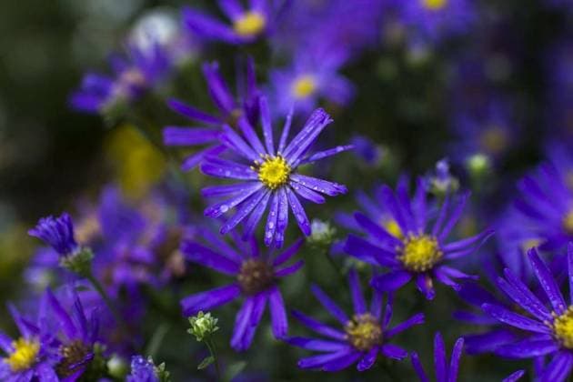 Nature, Plants, Asters