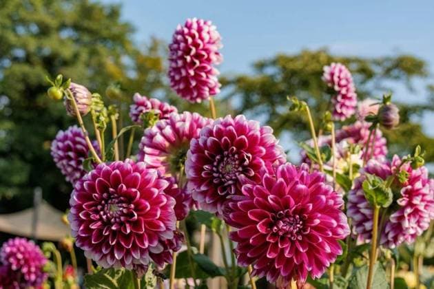 Nature, Plants, Dahlias