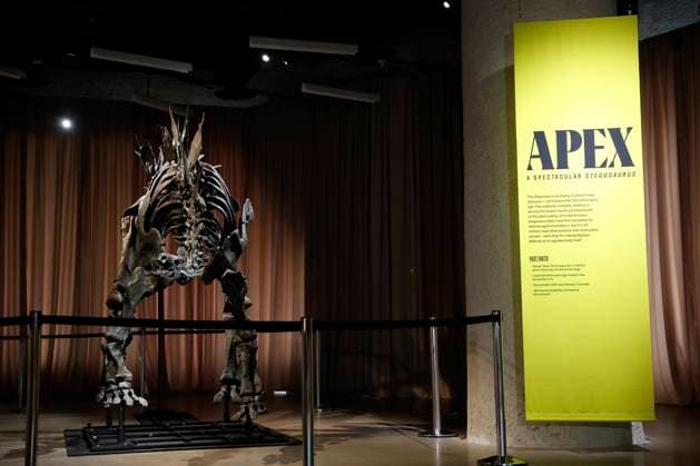 New York, Stegosaurus named Apex in the American Museum of Natural History