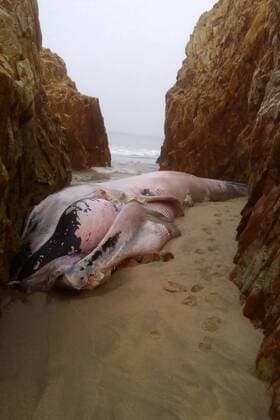 Stranded whale in Mexico