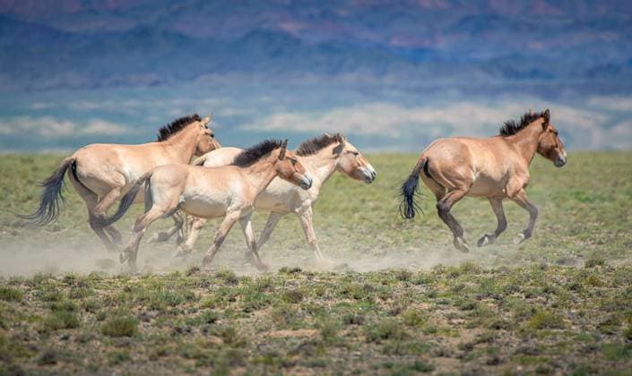 Przewalski horses arrived in Kazakhstan from Berlin, archive pictures