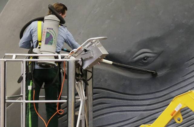 Blue whale at the American Museum of Natural History in New York