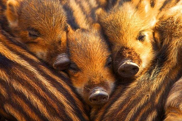 Calendar motifs: Baby animals