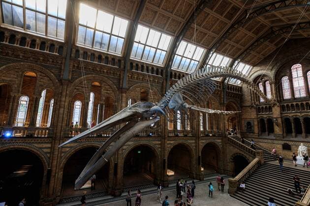 Skeleton of a blue whale at the Natural History Museum in London
