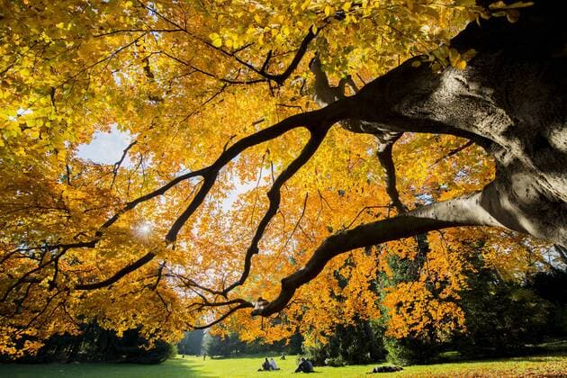 Travel, Parks and Gardens, Austria, Türkenschanzpark in Wien