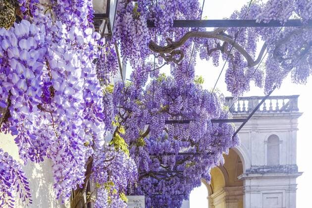 Blue rain is poisonous plant of the year 2024