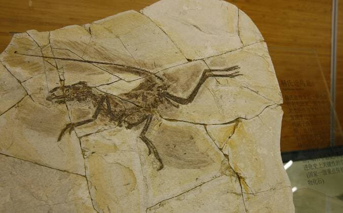 Dinosaur fossils in the Shanghai Natural History Museum