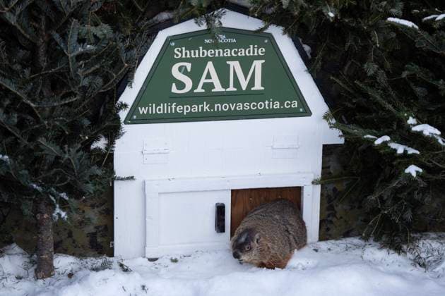 Canada, Groundhog Day 2025, Groundhog Day at Shubenacadie Wildlife Park in Nova Scotia