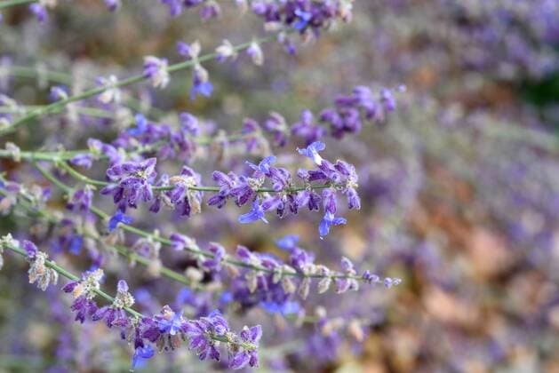 plants, blue rue