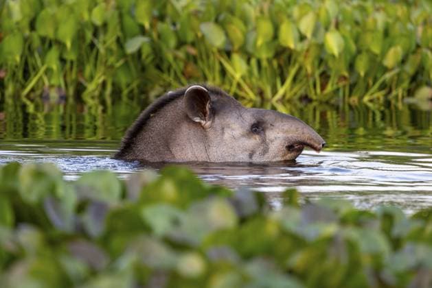 World Tapir Day on 27 April