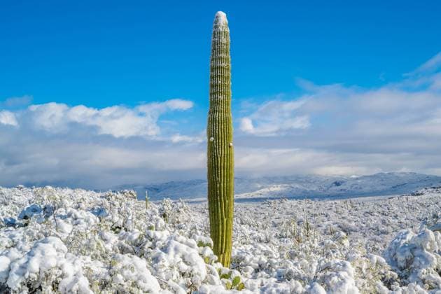 Calendar motifs: Cacti
