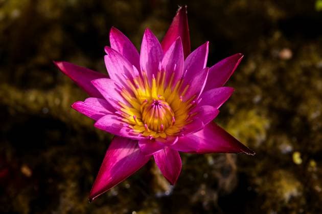 Calendar motifs: Exotic flowers