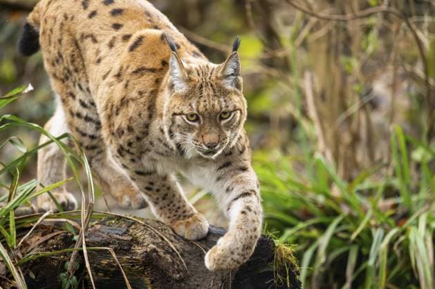 International Lynx Day on 11 June