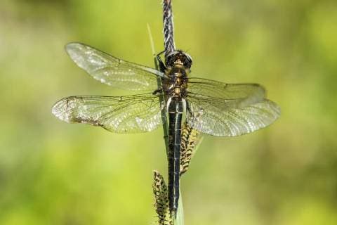 Alpine Emerald Dragonfly is Dragonfly of the Year 2023