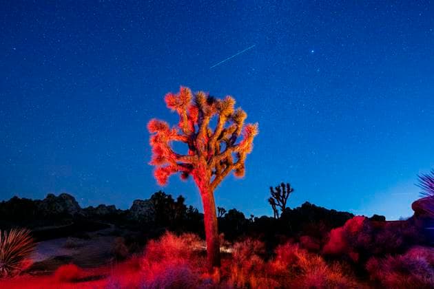 Calendar motifs: Joshua Tree National Park