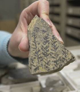 USA: University of New Mexico presents fossil finds