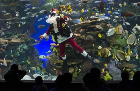Christmas Show at the Ripley s Aquarium of Canada in Toronto