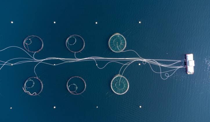 Norway, salmon farming pollutes the sea with nitrogen