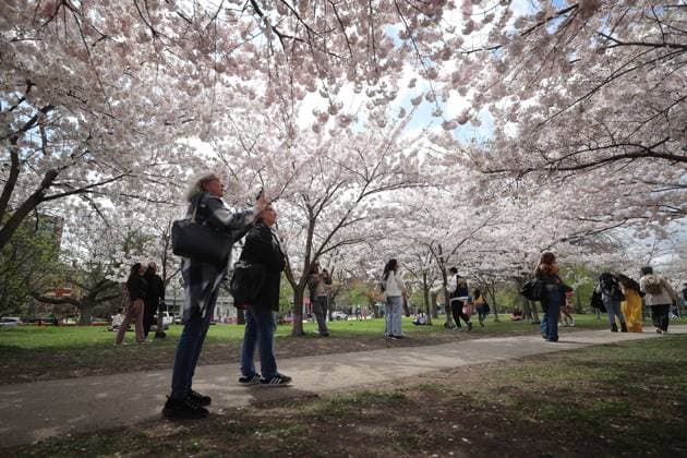 Canada, Cherry blossom in Toronto