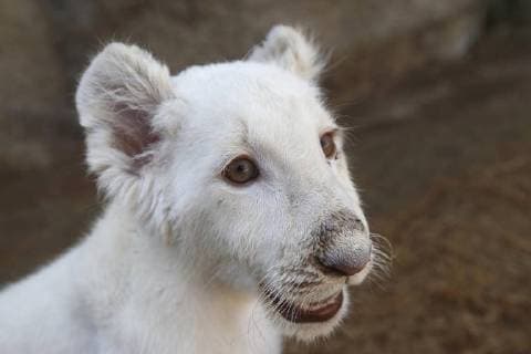 White Lion in Tlaxcala, Mexico