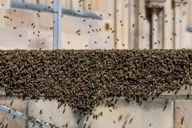 Wasps and bees cause the most deaths among animals in Germany - Stock photos