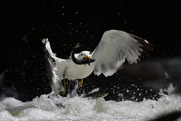 Calendar motifs: Seagulls
