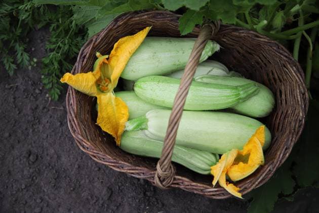 IMAGO Creative, season summer, food, courgette