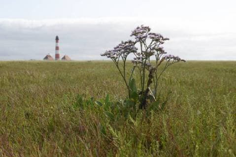 Plants, Beach Lilac