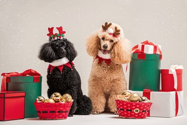 IMAGO Creative, Christmas, Holidays with Dog