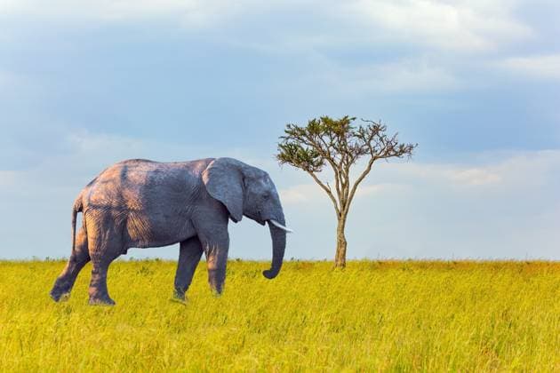 Calendar motifs: Africas Big Five