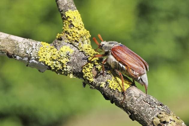 Cockchafer season begins - archive pictures