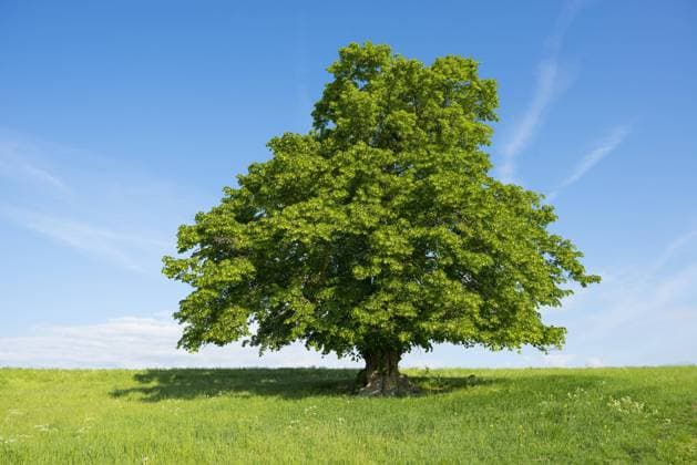 The lime tree is medicinal plant of the year 2025