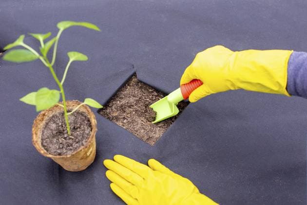 IMAGO Creative, garden, no-dig gardening