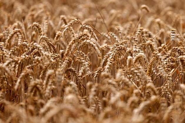 Farmers’ association fears total crop failure in some areas due to the drought, archive images