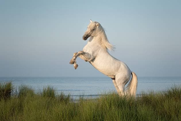 Calendar motifs: Horses