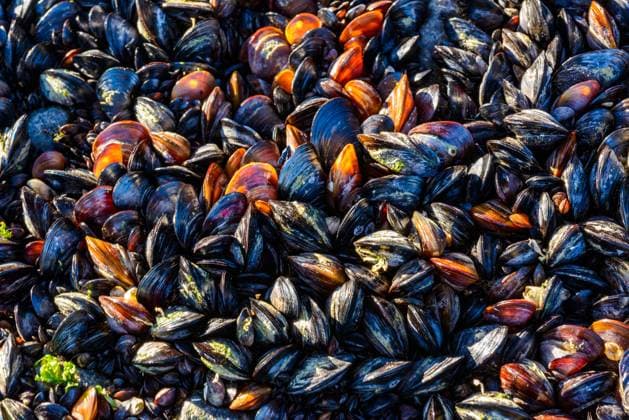 Calendar motifs: Shells
