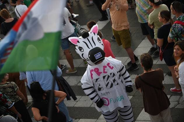 Hungary: Minister announces investigation into zebras on Orban’s family’s property