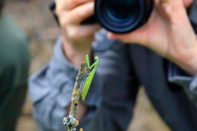 Praying mantis spreading across Germany, archive images