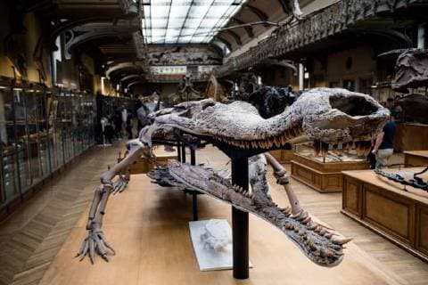Paris: Palaeontological Department in the Natural History Museum