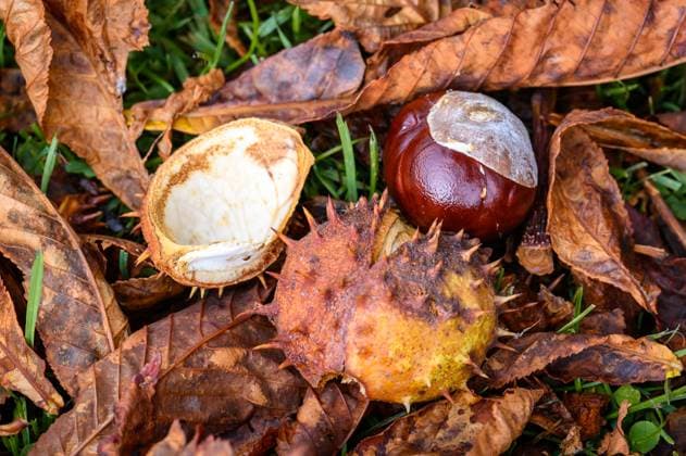 IMAGO Creative, autumn, nature, chestnut