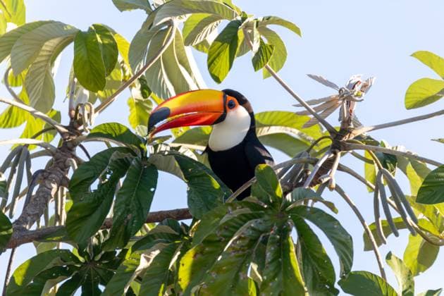 Calendar motifs: Toucans