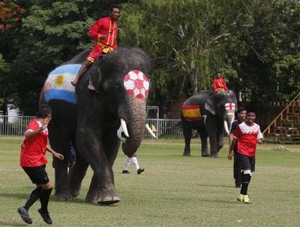 Thailand, Elephant Football World Cup in Ayutthaya