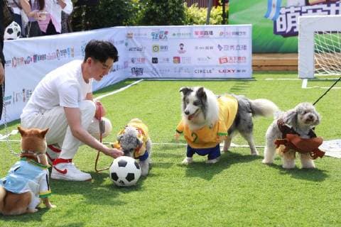 China, Football World Cup for dogs in Beijing