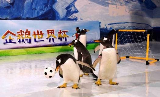 China: Penguins play football in Harbin Polarland