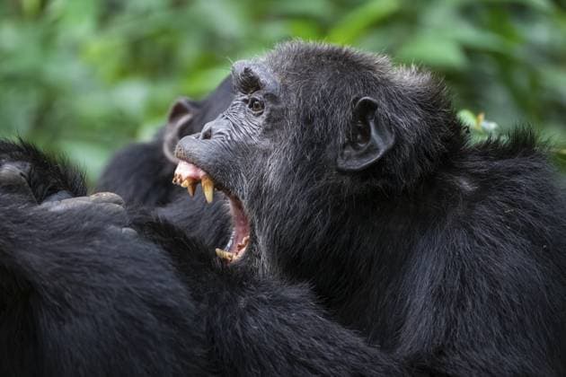 Chimpanzees in Uganda are in a civil war, researchers said, Archive